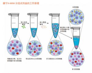 Corning ? X-MINI ?分選試劑盒