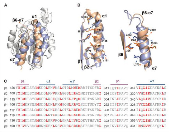 生化細胞所揭示整合素α4β7維持其低活性狀態(tài)的分子機制